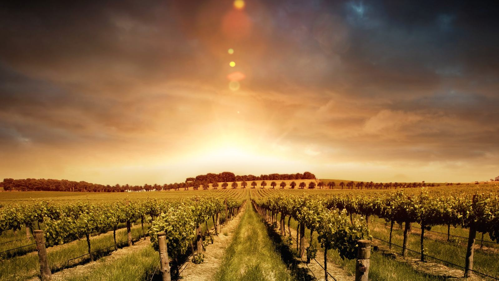 Rows of vines running toward a low sun under a darkening sky